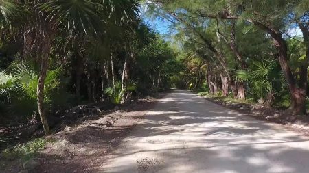 Jungle Road in Jamaica